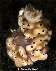 two mating nudis by Steve De Neef 